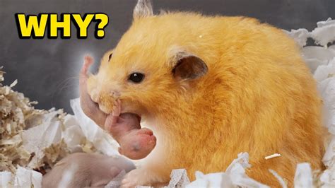 why do hamsters eat their babies|hamsters eating their own babies.